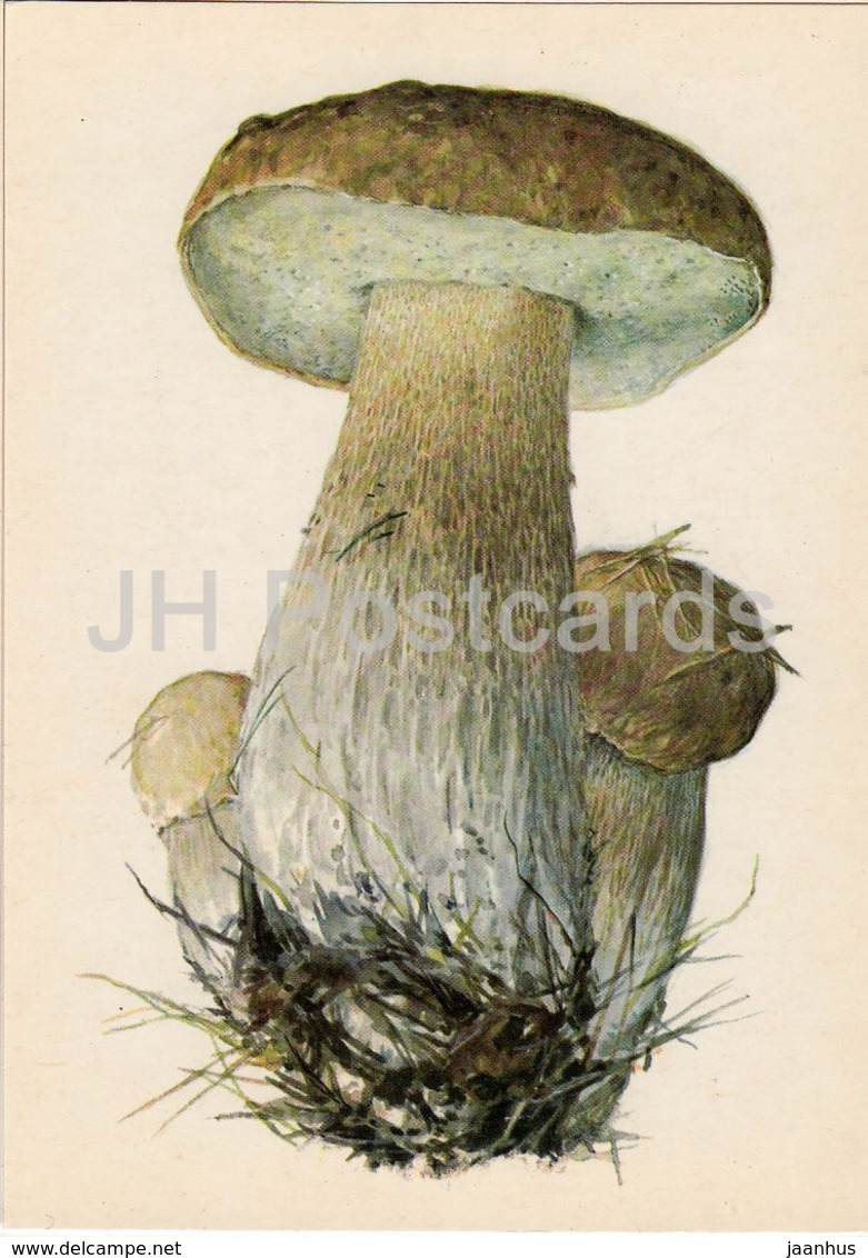 Boletus - Leccinum - Illustration By A. Shipilenko - Mushrooms - 1976 - Russia USSR - Unused - Mushrooms