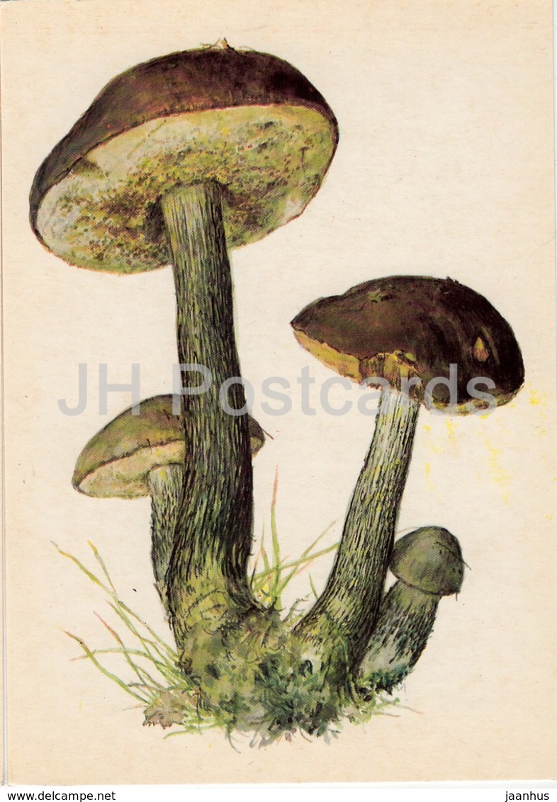 Birch Bolete - Leccinum Scabrum - Illustration By A. Shipilenko - Mushrooms - 1976 - Russia USSR - Unused - Paddestoelen