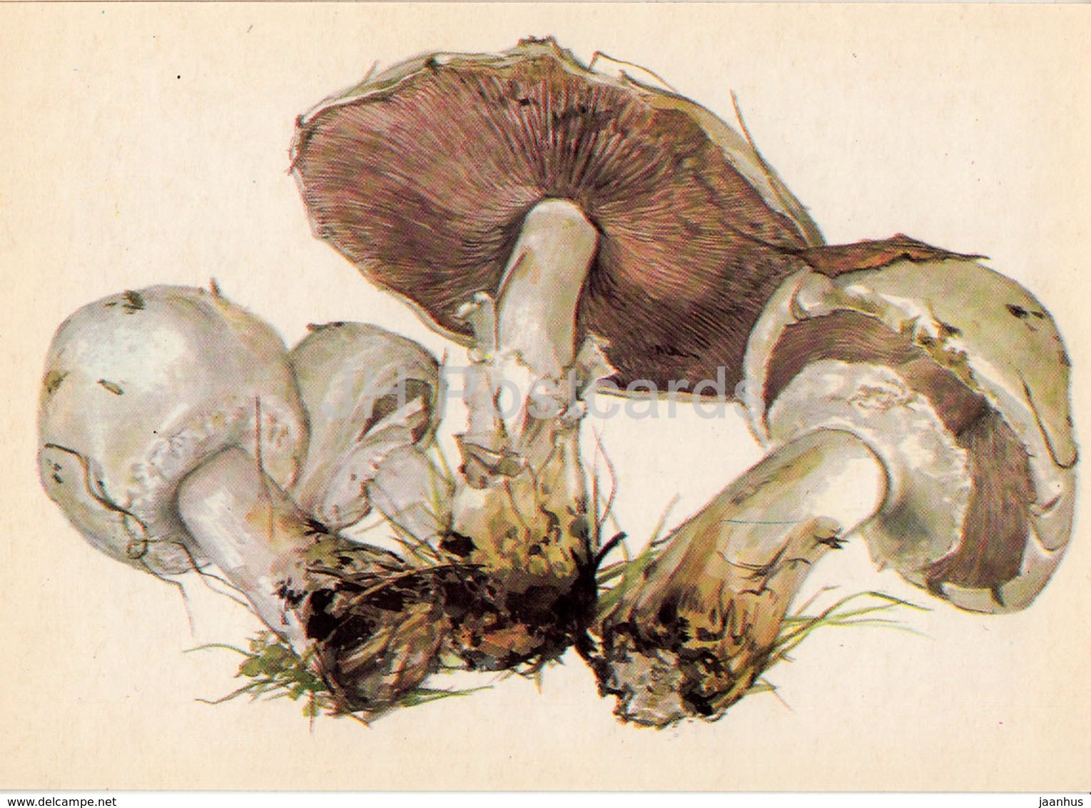 Field Mushroom - Agaricus Campestris - Illustration By A. Shipilenko - Mushrooms - 1976 - Russia USSR - Unused - Mushrooms