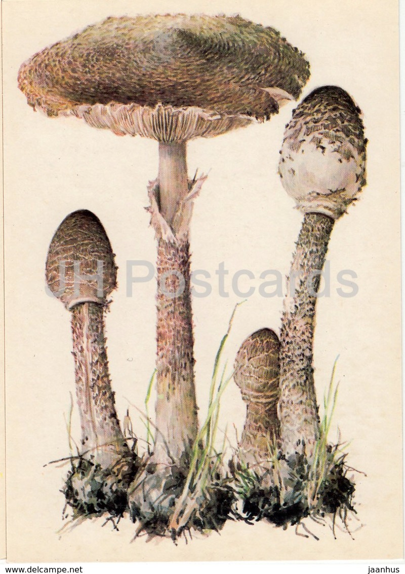 Parasol Mushroom - Macrolepiota Procera - Illustration By A. Shipilenko - Mushrooms - 1976 - Russia USSR - Unused - Mushrooms