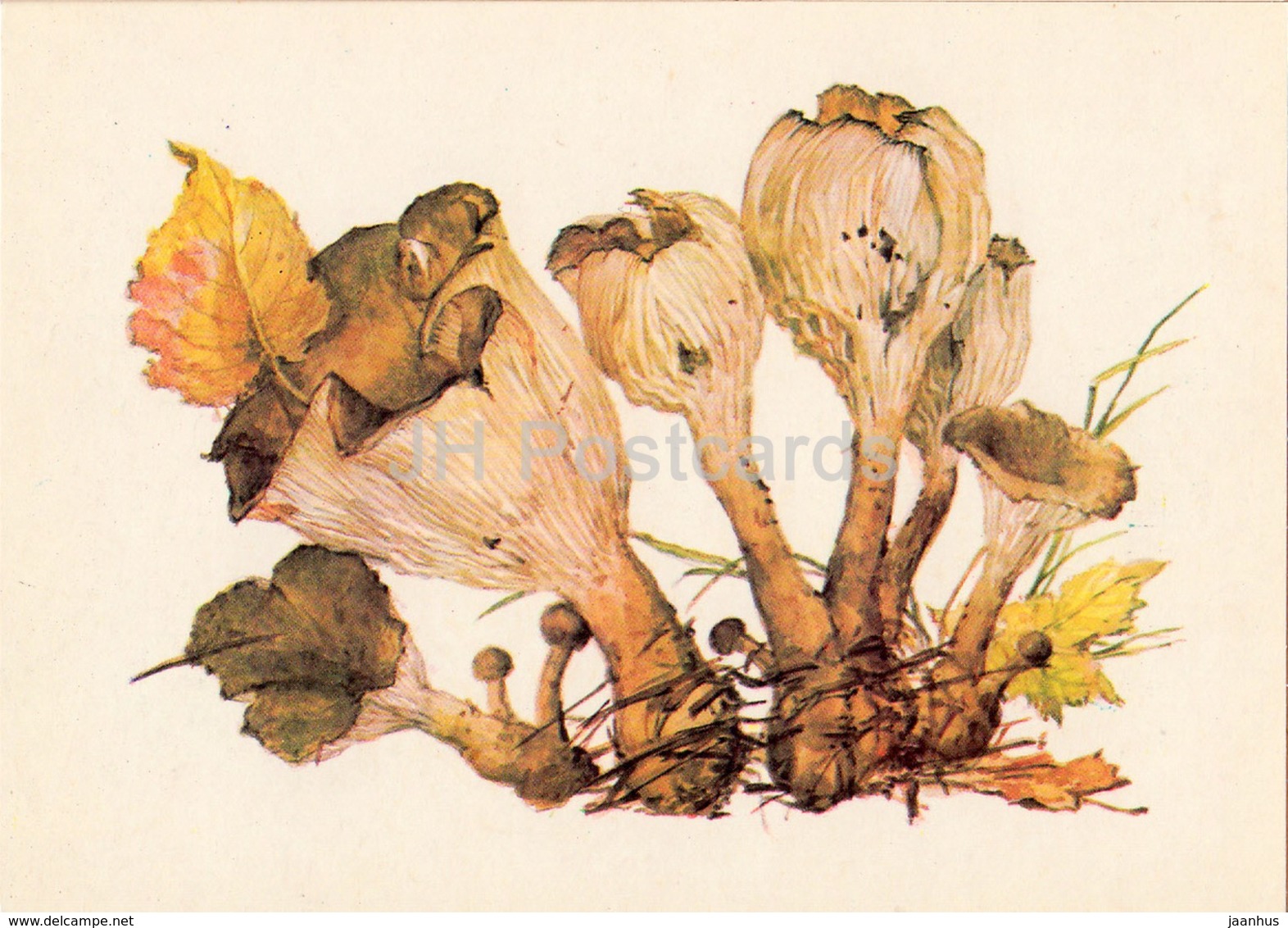 Common Funnel Mushroom - Clitocybe - Illustration By A. Shipilenko - Mushrooms - 1976 - Russia USSR - Unused - Paddestoelen