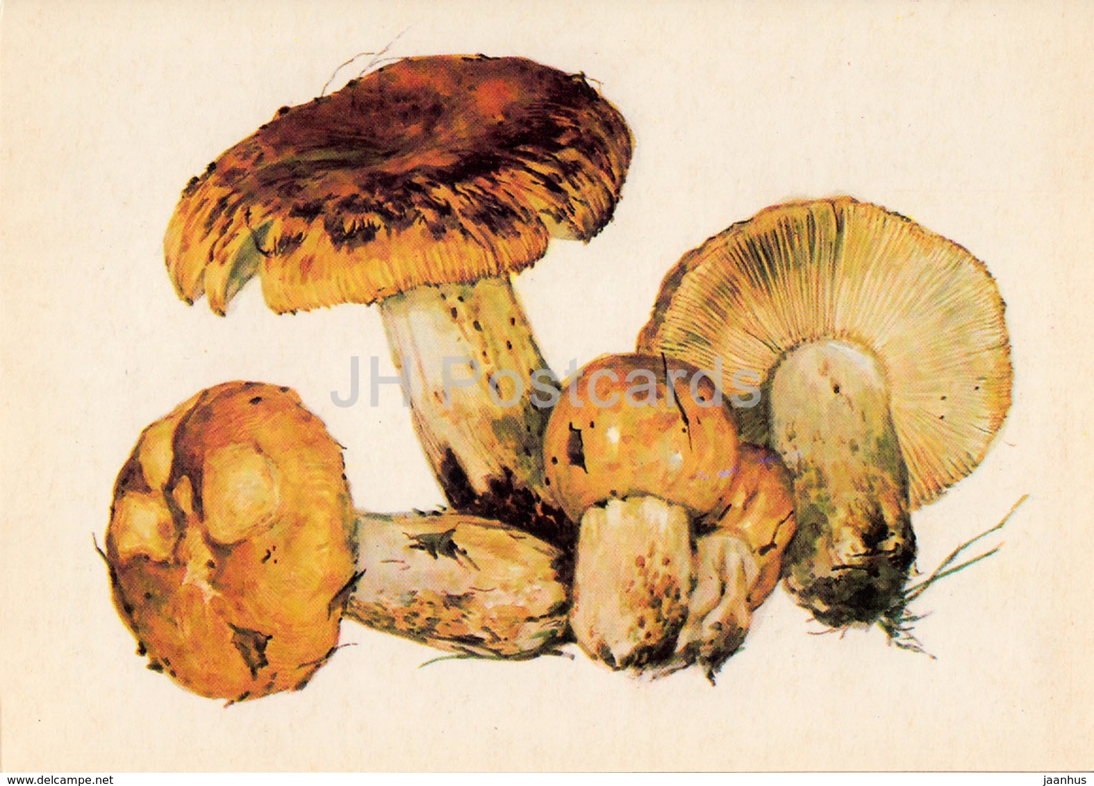 Stinking Russula - Russula Foetens - Illustration By A. Shipilenko - Mushrooms - 1976 - Russia USSR - Unused - Mushrooms