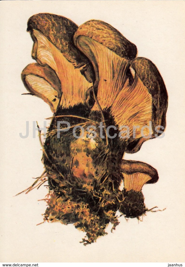 Velvet Roll-rim Mushroom - Suillus Grevillei - Illustration By A. Shipilenko - Mushrooms - 1976 - Russia USSR - Unused - Mushrooms