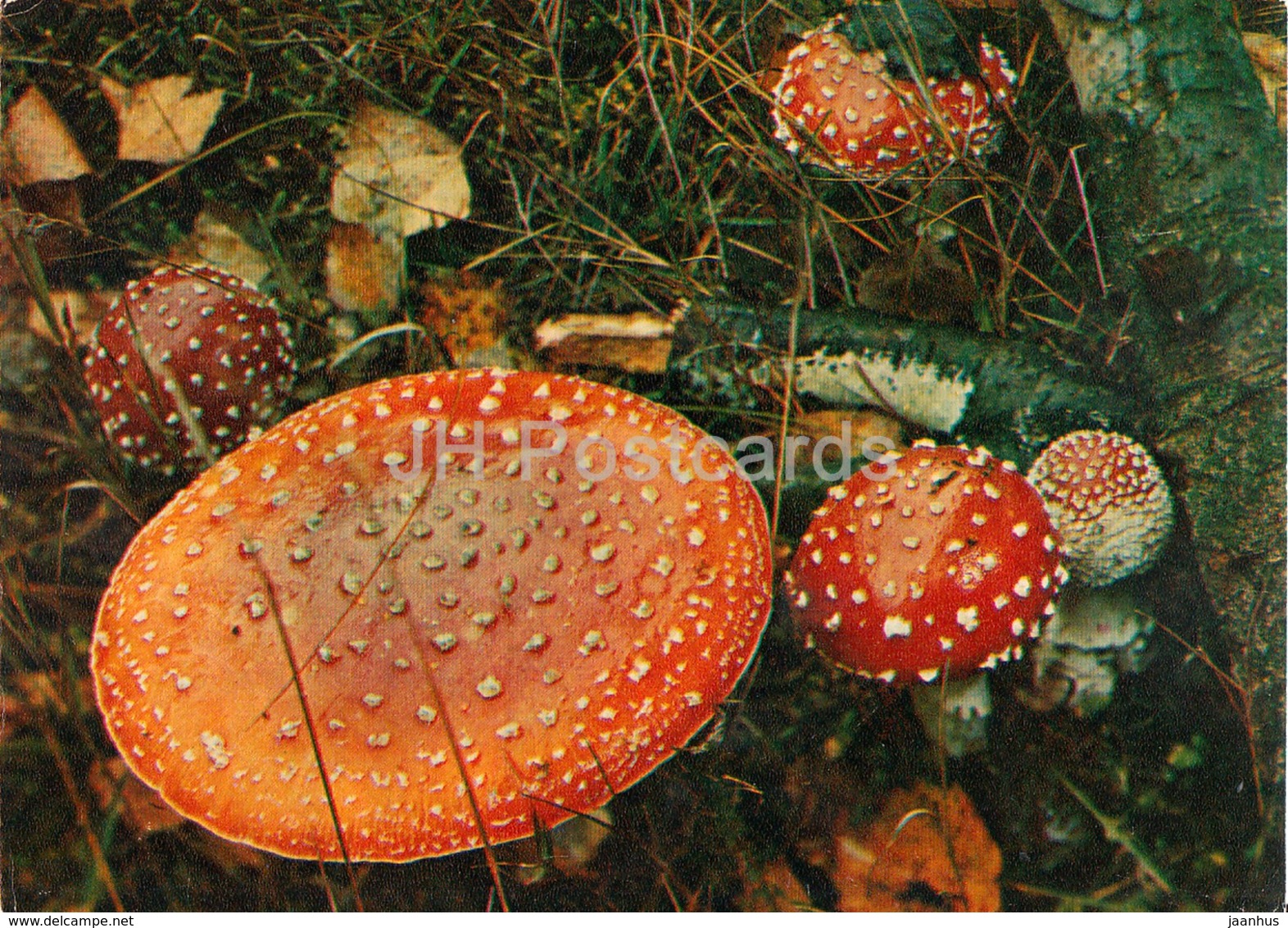 Fly Agaric - Amanita Muscaria - Mushrooms - 1980 - Russia USSR - Unused - Mushrooms