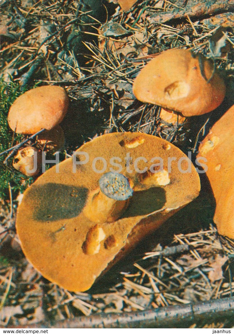 Boletus - Xerocomus - Mushrooms - 1980 - Russia USSR - Unused - Mushrooms