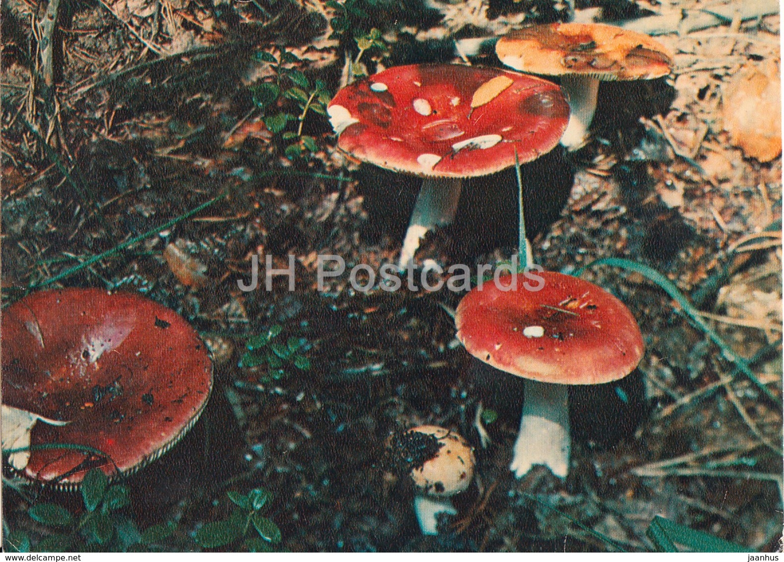 Russula - Mushrooms - 1980 - Russia USSR - Unused - Mushrooms