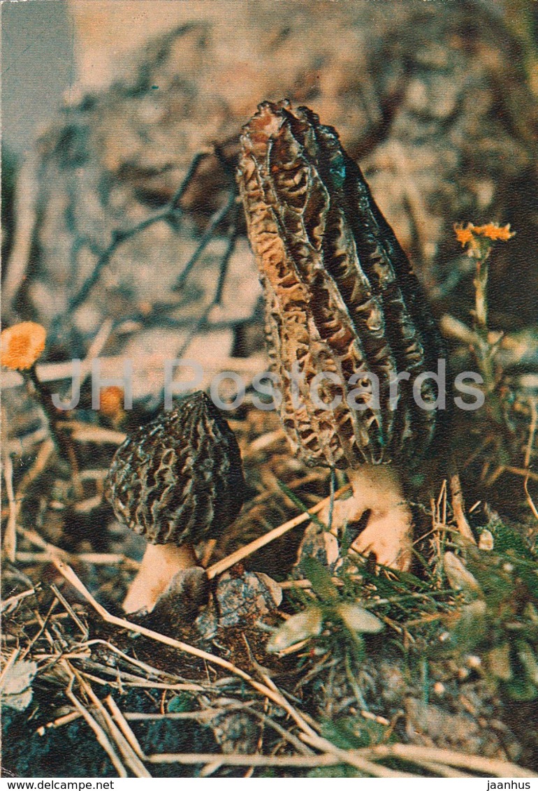 Black Morel Mushroom - Morchella Conica - Mushrooms - 1980 - Russia USSR - Unused - Paddestoelen