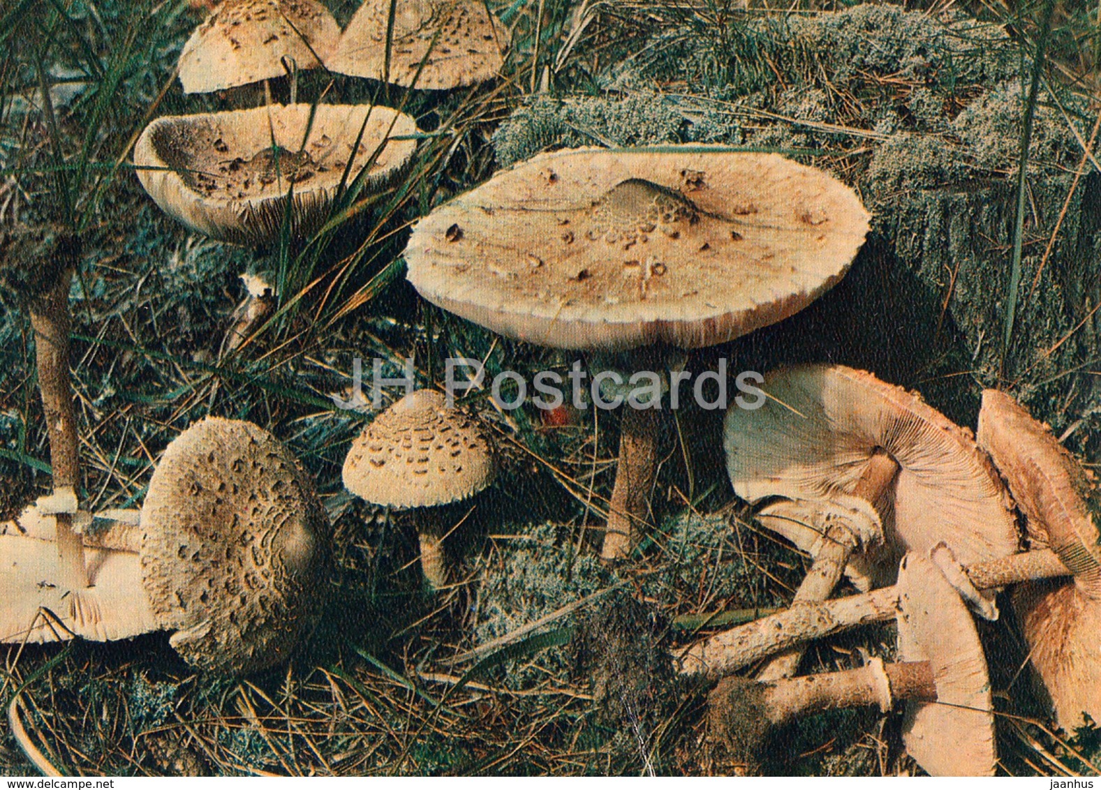 Parasol Mushroom - Macrolepiota Procera - Mushrooms - 1980 - Russia USSR - Unused - Mushrooms