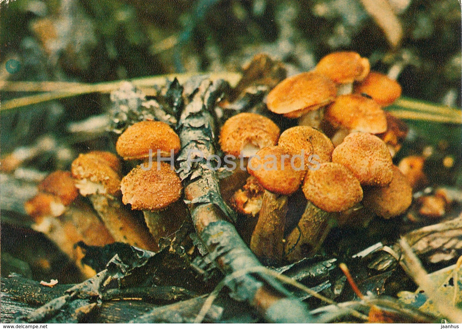 Honey Fungus - Armillaria - Mushrooms - 1980 - Russia USSR - Unused - Mushrooms