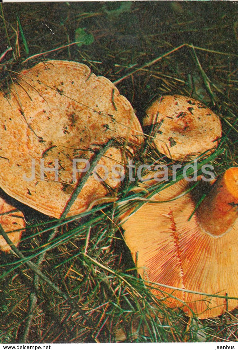 Saffron Milk Cap Mushroom - Lactarius Sect. Deliciosi - Mushrooms - 1980 - Russia USSR - Unused - Pilze