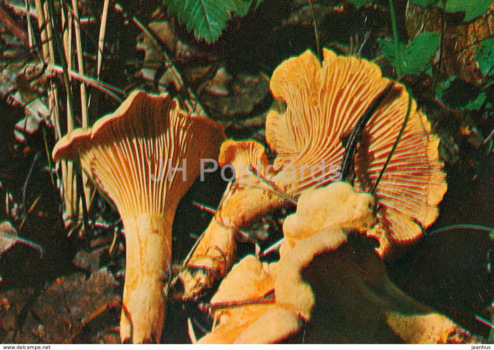 Chanterelle Mushroom - Cantharellus Cibarius - Mushrooms - 1980 - Russia USSR - Unused - Paddestoelen