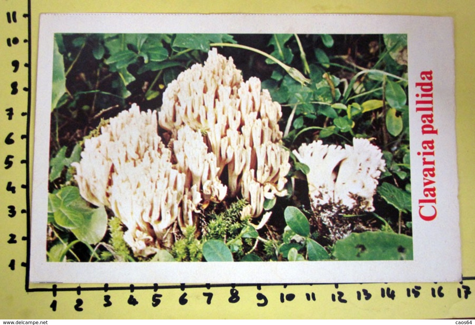 CLAVARIA PALLIDA  I FUNGHI FABBRI SCHEDA - Küche & Rezepte