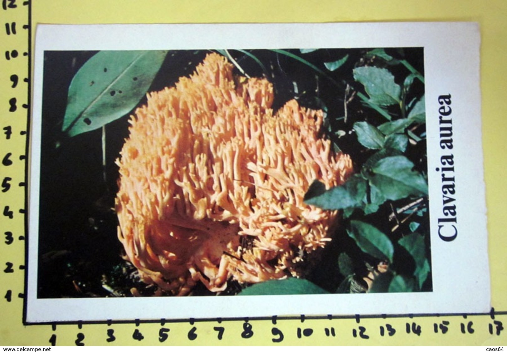 CLAVARIA AUREA  I FUNGHI FABBRI SCHEDA - Cooking Recipes