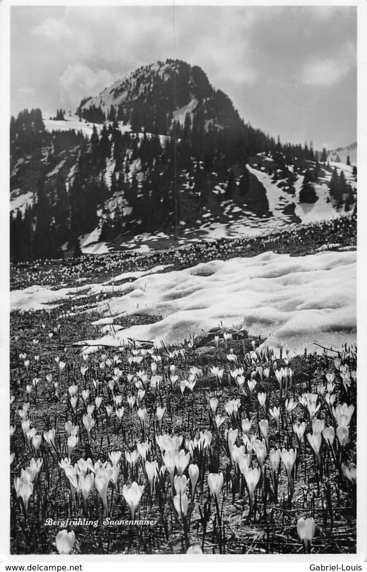 Bergfrühling Saanenmöser By Gstaad - Gstaad