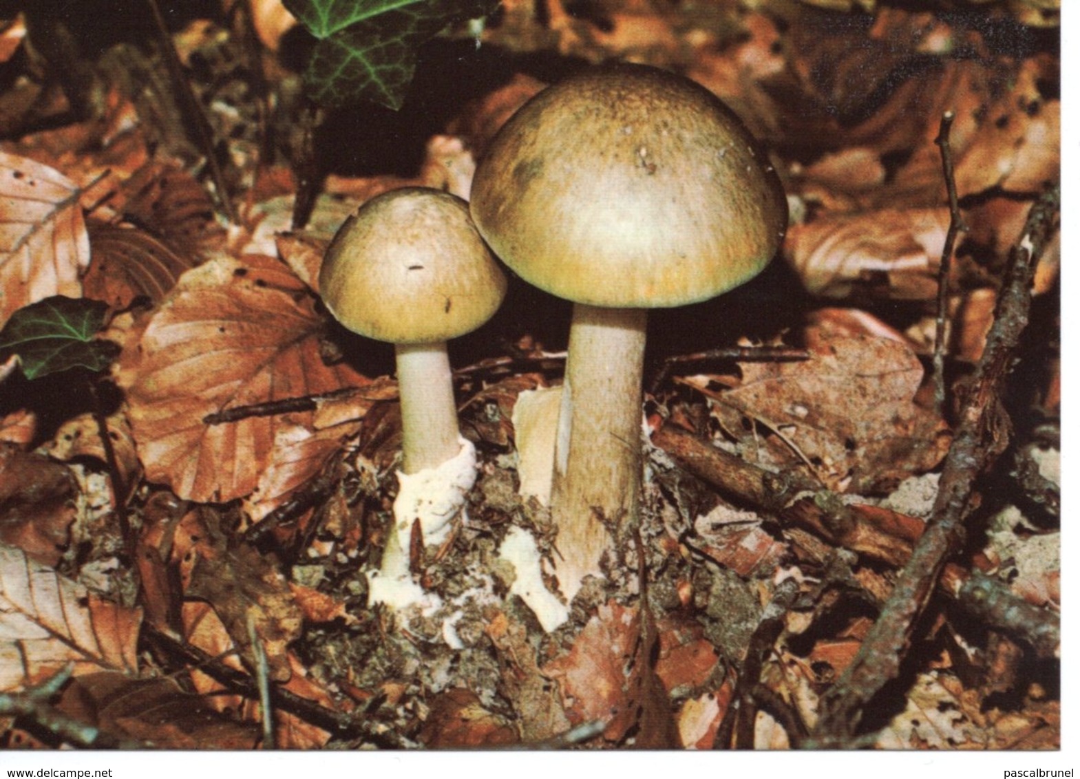 AMANITA PHALLOIDES - AMANITE PHALLOIDE - Paddestoelen