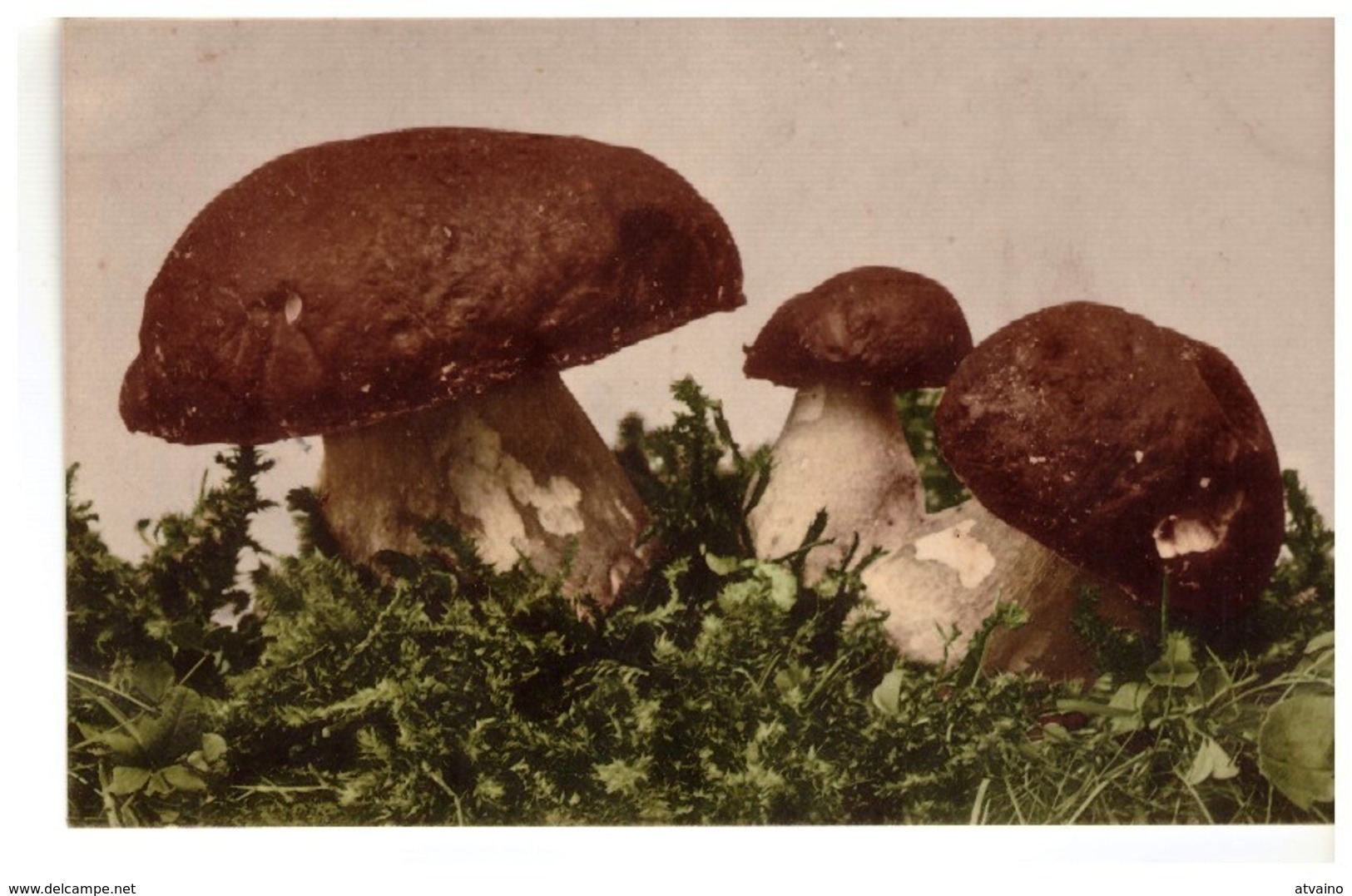 Mushroom. Fungus. Boletus Germany PC 1914 - Paddestoelen