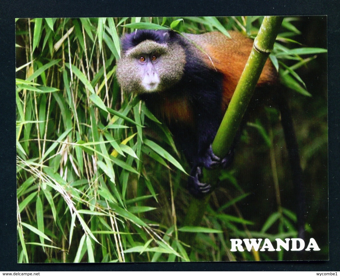 RWANDA - Golden Monkey In Nyungwe National Park Used Postcard As Scans - Ruanda