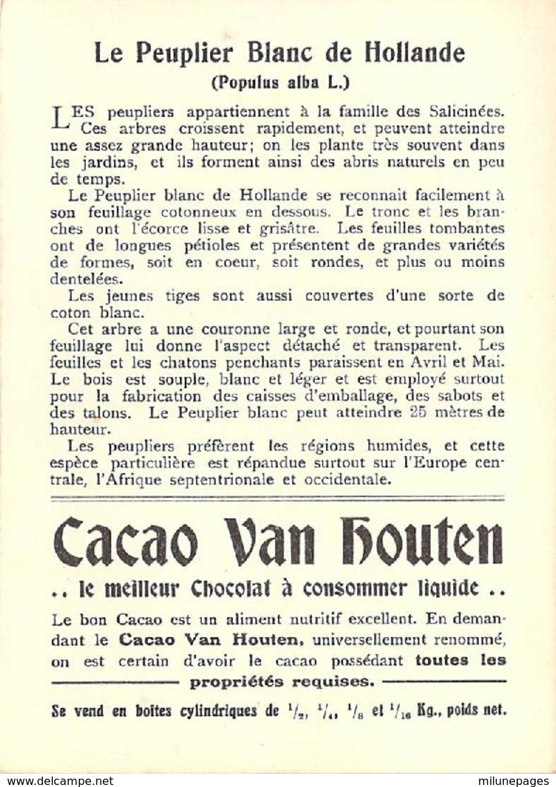 Grand Chromo Cacao Chocolat Van Houten Peuplier Blanc De Hollande - Van Houten