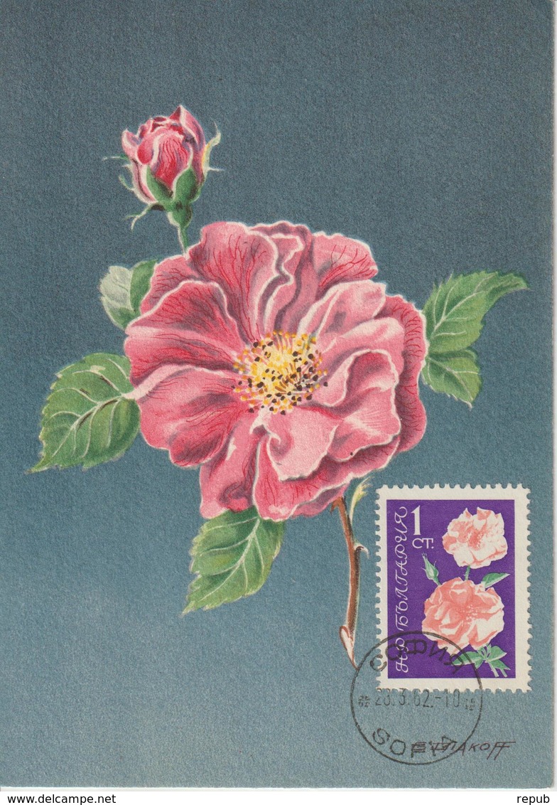 Bulgarie Carte Maximum Fleurs 1962 Rose 1126 - Lettres & Documents