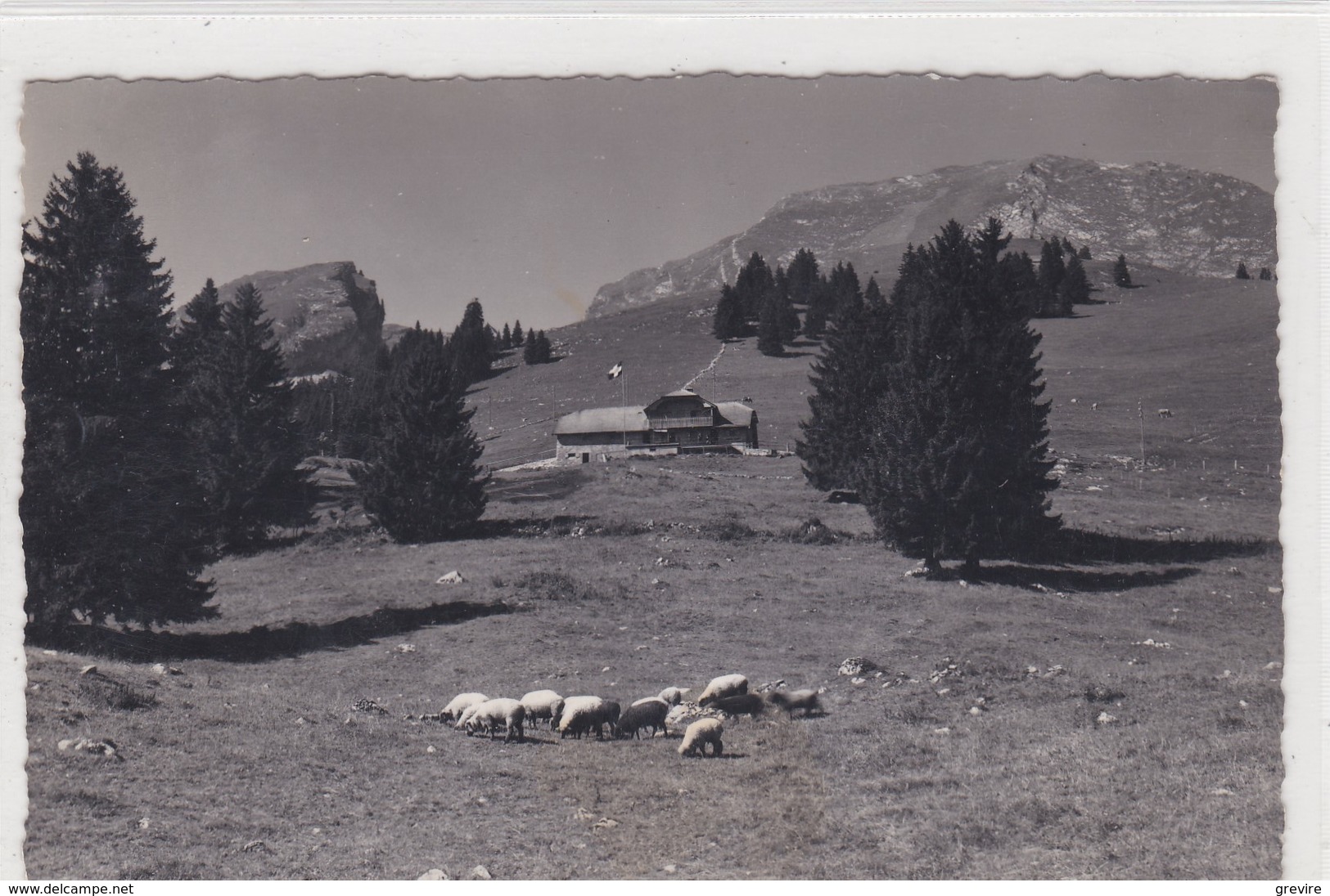 Les Sciernes D'Albeuve, Chalet De La Théraulaz. Dent De Lys. Moutons - Albeuve