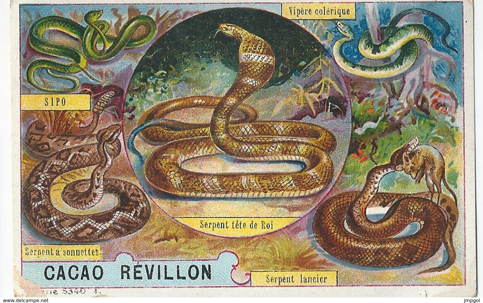 Chromos Cacao Revillon  Les Serpents Sipo Serpent à Sonnettes Tête De Roi Vipère Colérique Serpent Lancier - Revillon