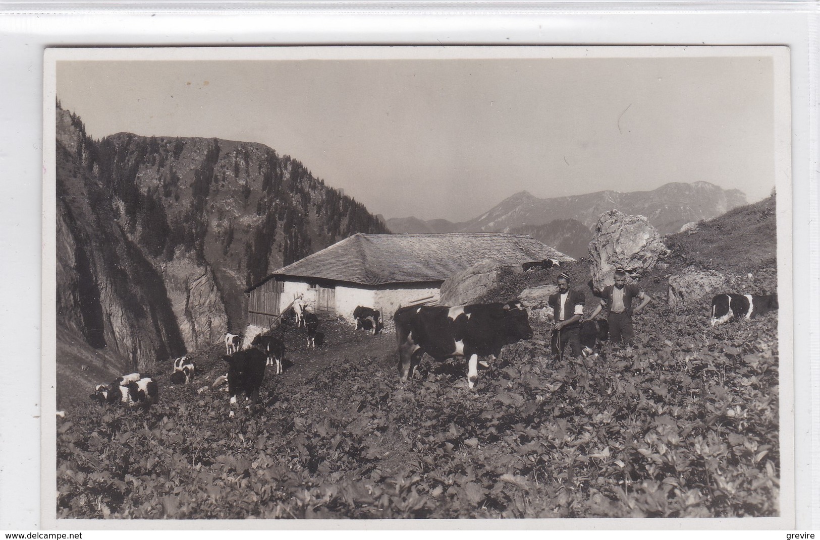 Grandvillard, A Bounavaux, Chalet D'alpage. Taureau Et Vaches, Armaillis - Grandvillard