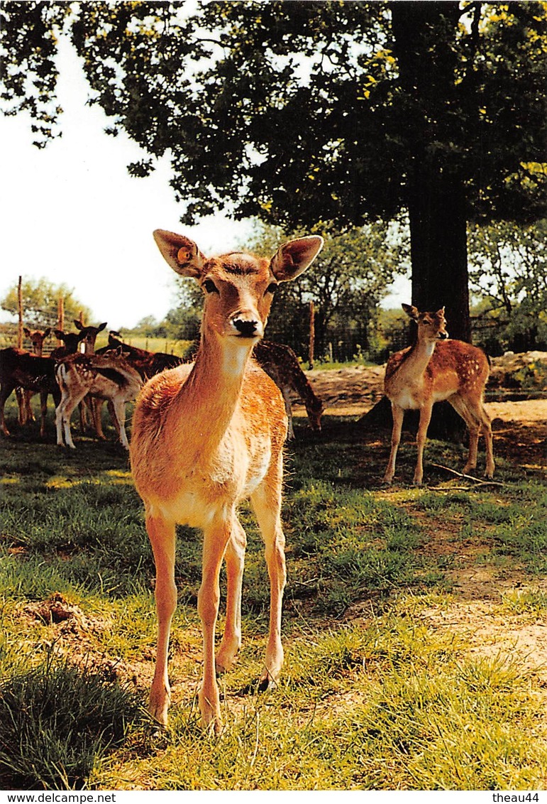 ¤¤  -   FROSSAY   -  LA POITEVINIERE   -   Le Sentier Des Daims        -   ¤¤ - Frossay