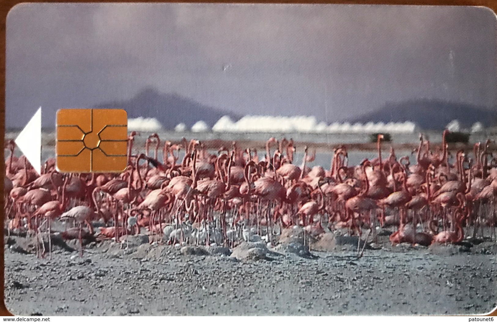 ANTILLES NEERLANDAISES - BONAIRE  -  Flamingos  -  60 Ut. - Antillen (Nederlands)