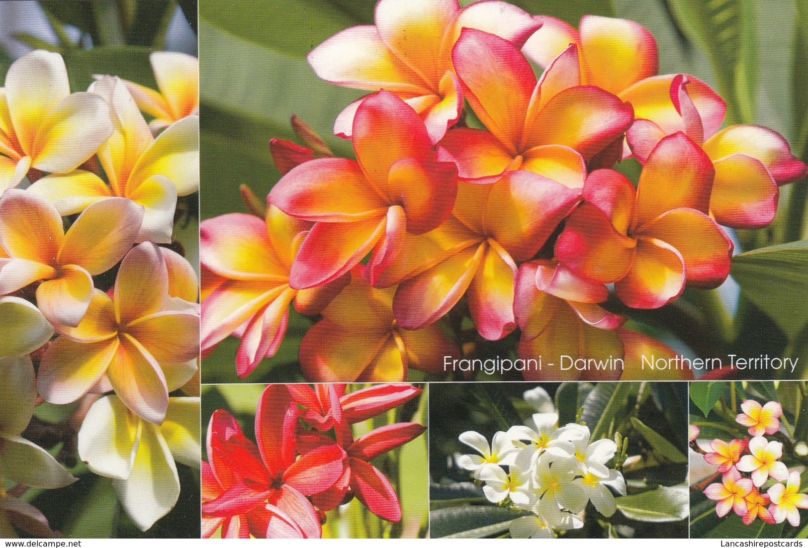 Postcard Frangipani Darwin Northern Territory [ Flower Interest ] My Ref  B23940 - Darwin