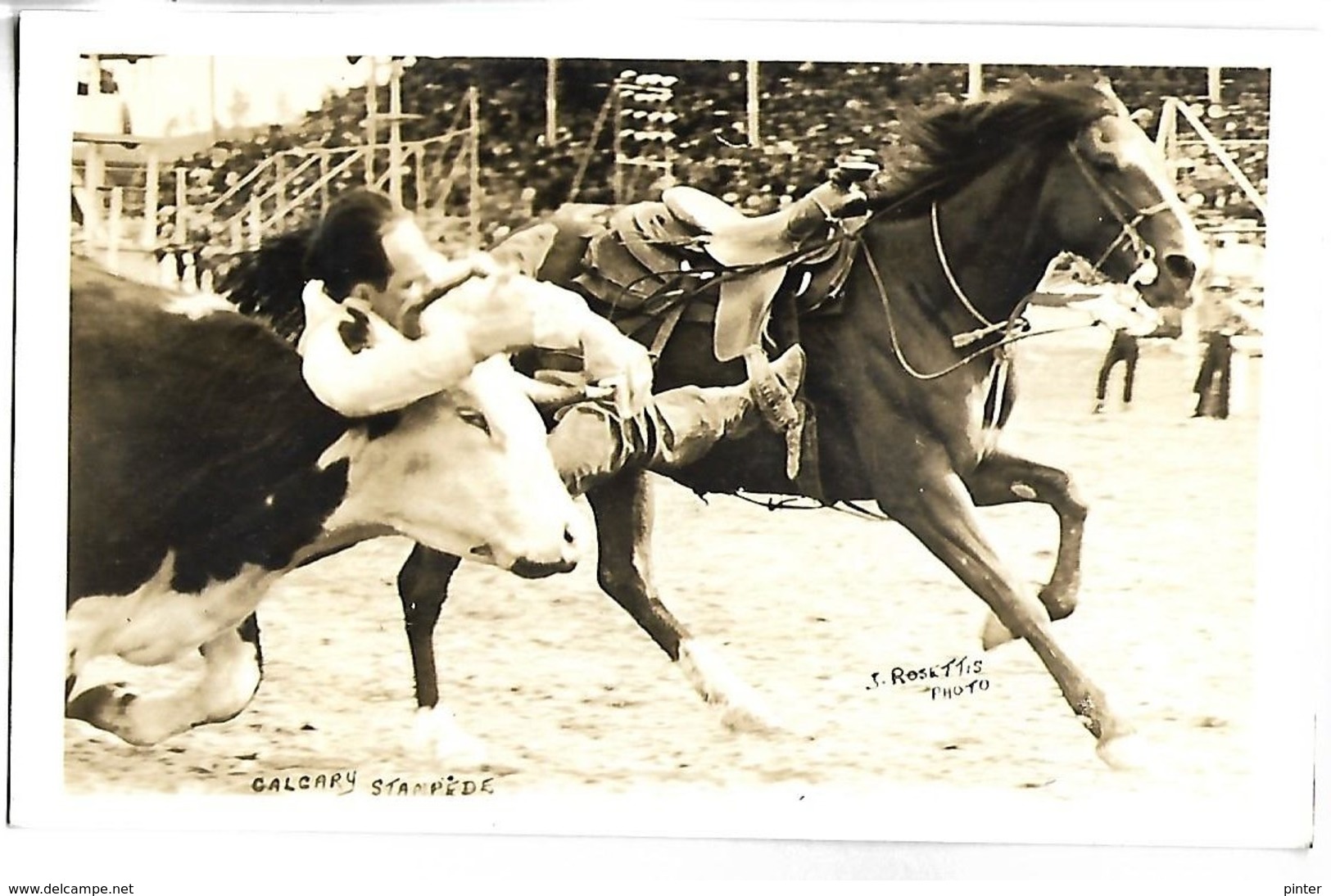 CANADA - CALGARY - STAMPEDE  - Rodéo - CARTE PHOTO - Calgary