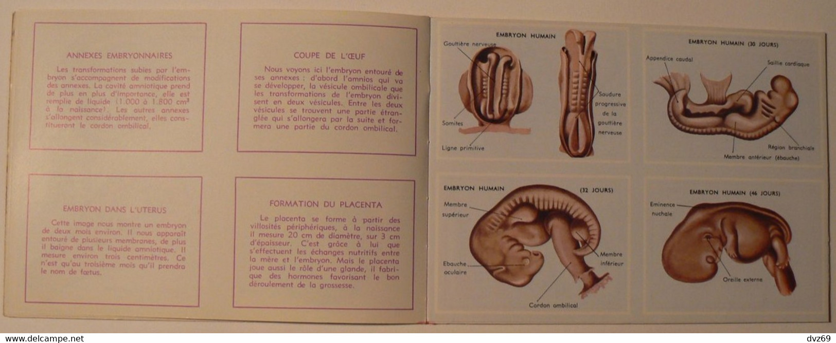 Livret éducatif Volumétrix : n° 52, Etudes d'Anatomie III, parfait état.