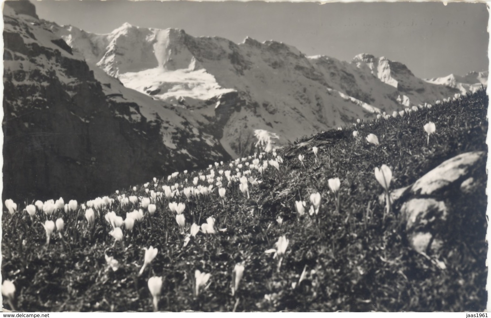 SWITZERLAND. POSTCARD WINTEREGG BEI MÜRREN. 1952 - Egg