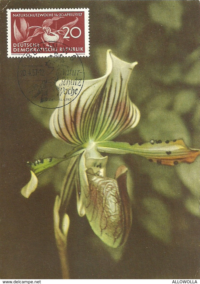 6706 " NATUR SCHUTZ WOCHE - 20/4/1957 - PAPHIOPEDILUM LAWRENCIANUM " FDC - 1e Jour – FDC (feuillets)