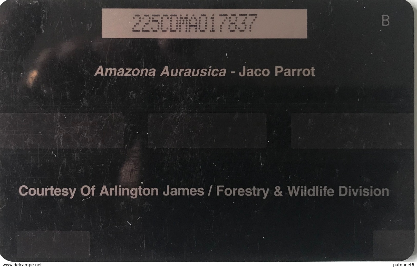 DOMINIQUE  -  Phonecard  -  Cable § Wireless  - Amazona Aurausica  -  EC $ 20 - Dominique