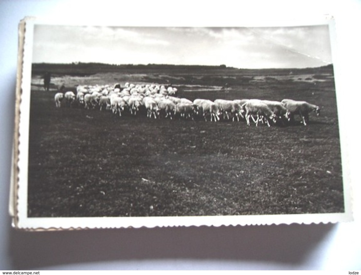 Nederland Holland Pays Bas Ede ? Putten ? Herder Met Schaapskudde - Ede