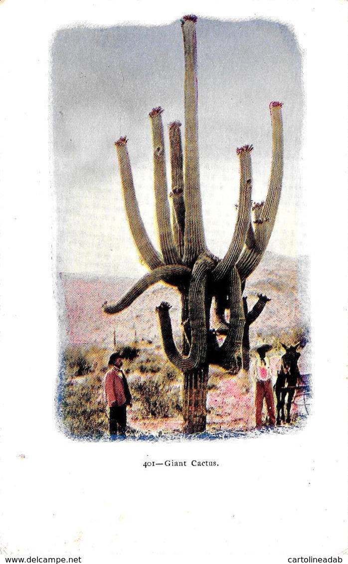 [DC12197] CPA - UNITED STATES - GIANT CACTUS - PERFETTA - Non Viaggiata - Autres & Non Classés