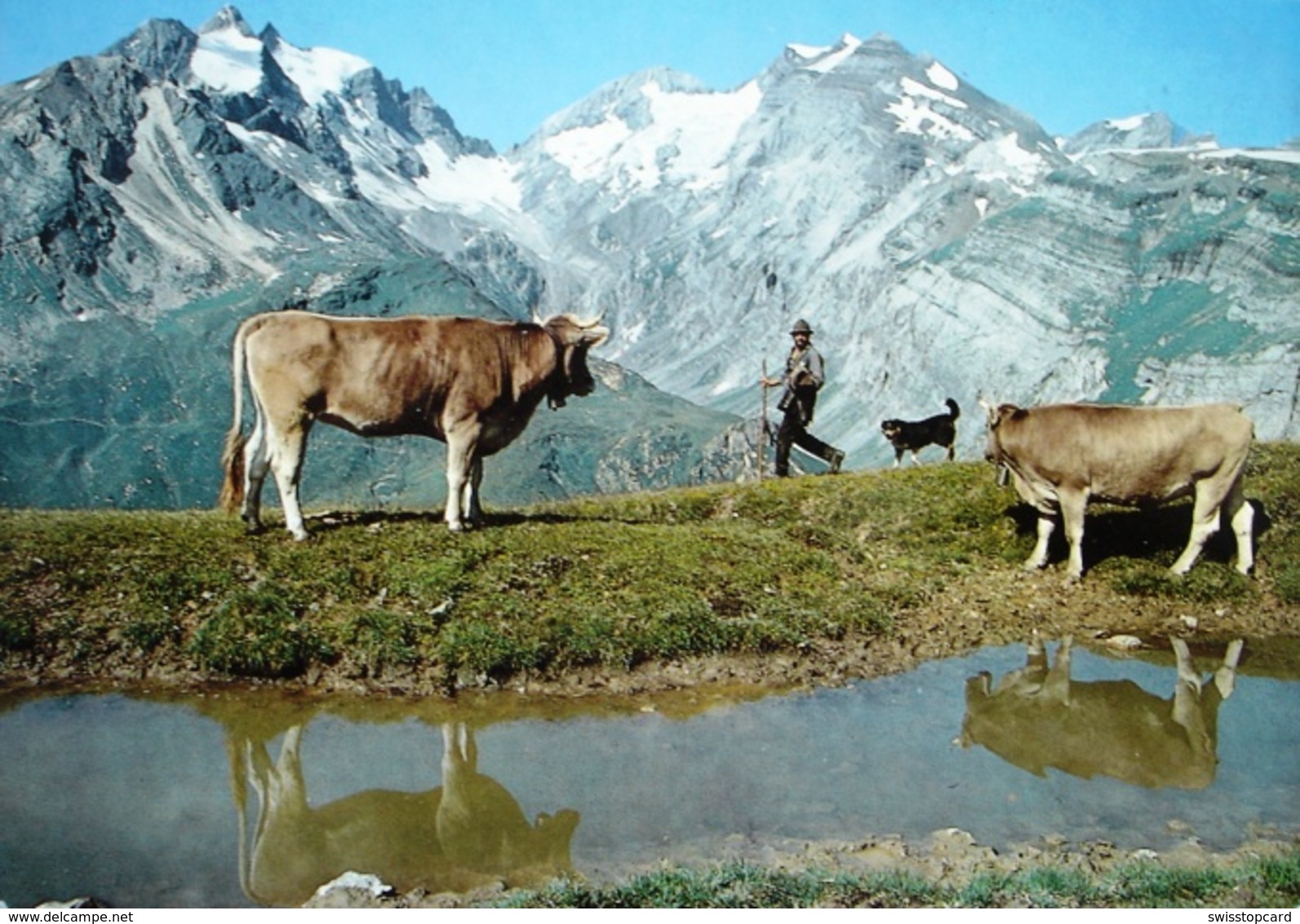 BRIGELS Landwirtschaft Auf Der Alp Rubi Bauer Mit Kühen - Breil/Brigels