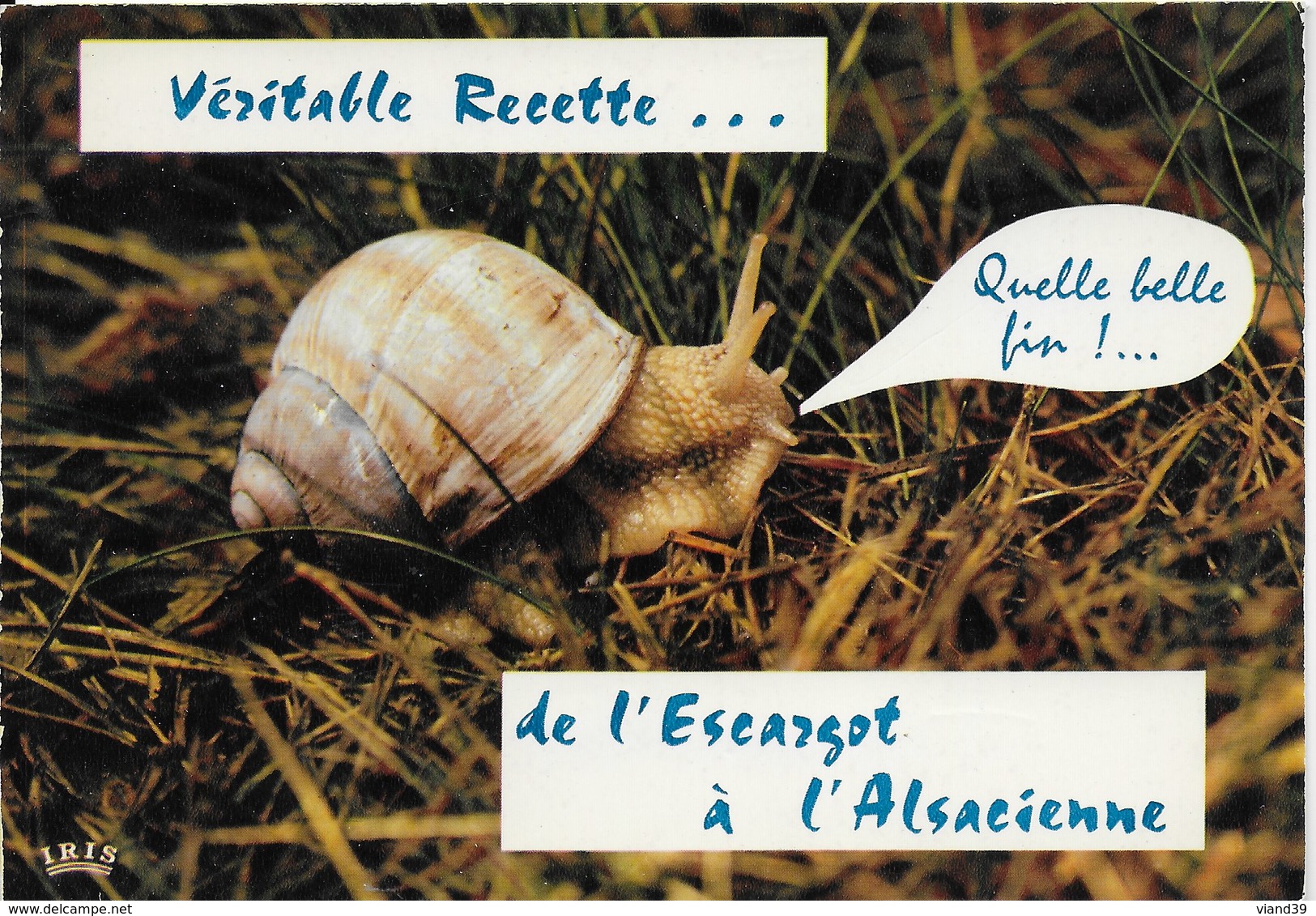 Recette escargots à l'alsacienne - Marie Claire