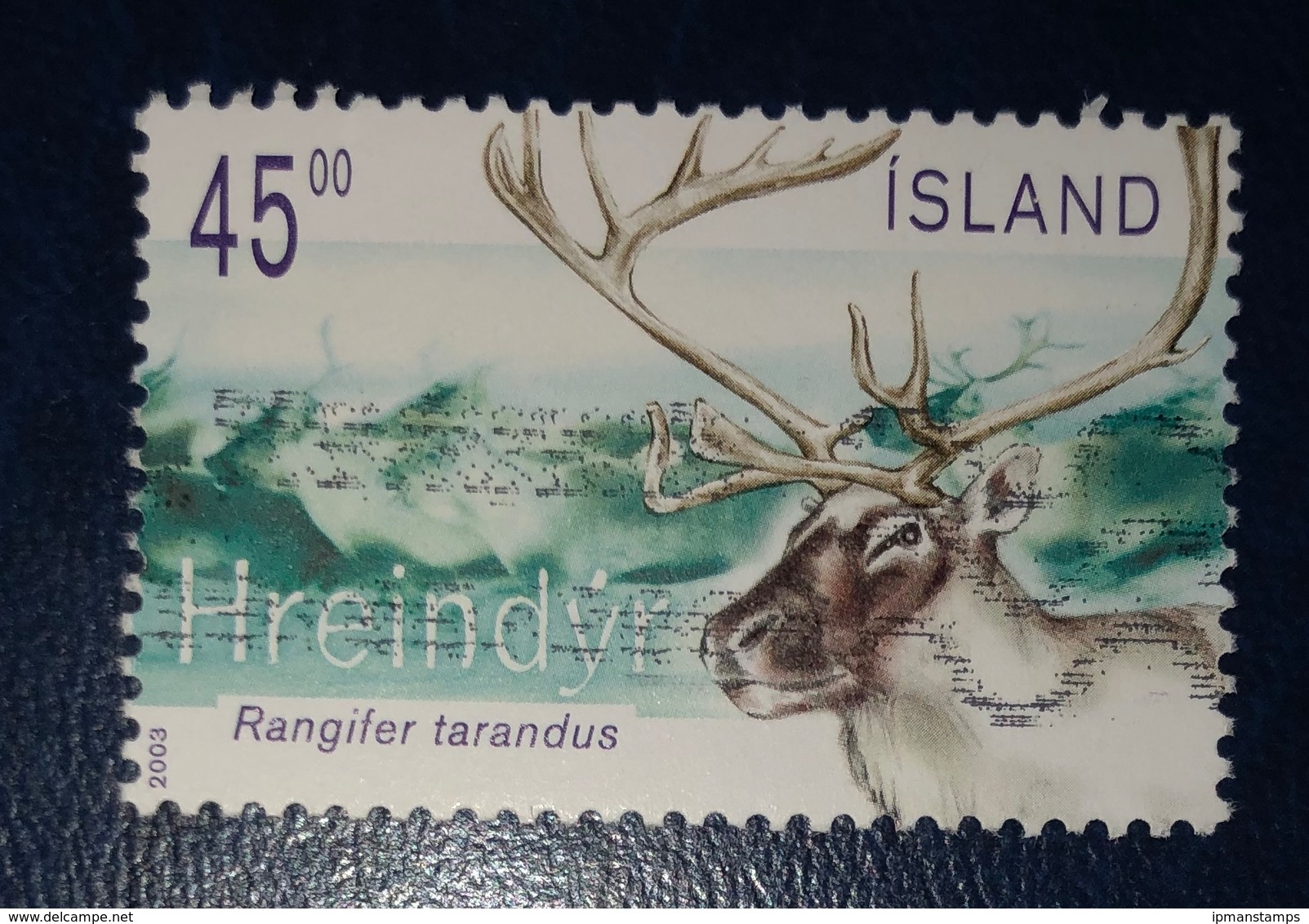 Renna - Reindeer "Rangifer Tarandus" - Gebraucht