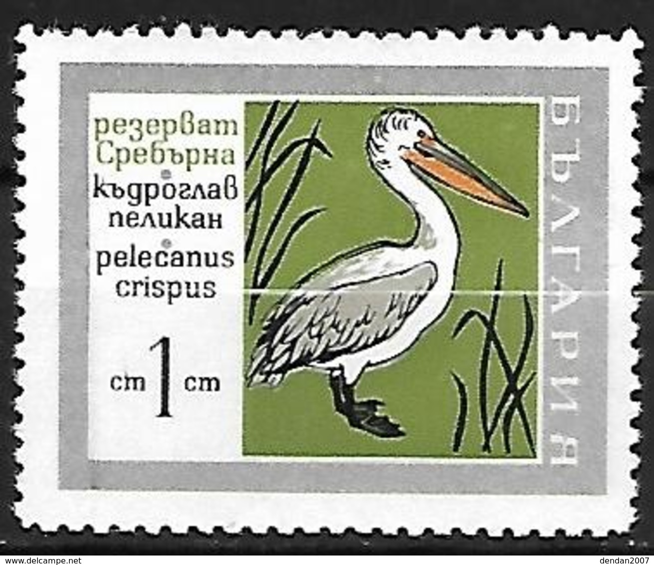 Bulgaria - MNH 1968 :  Dalmatian Pelican  -  Pelecanus Crispus - Pelikanen