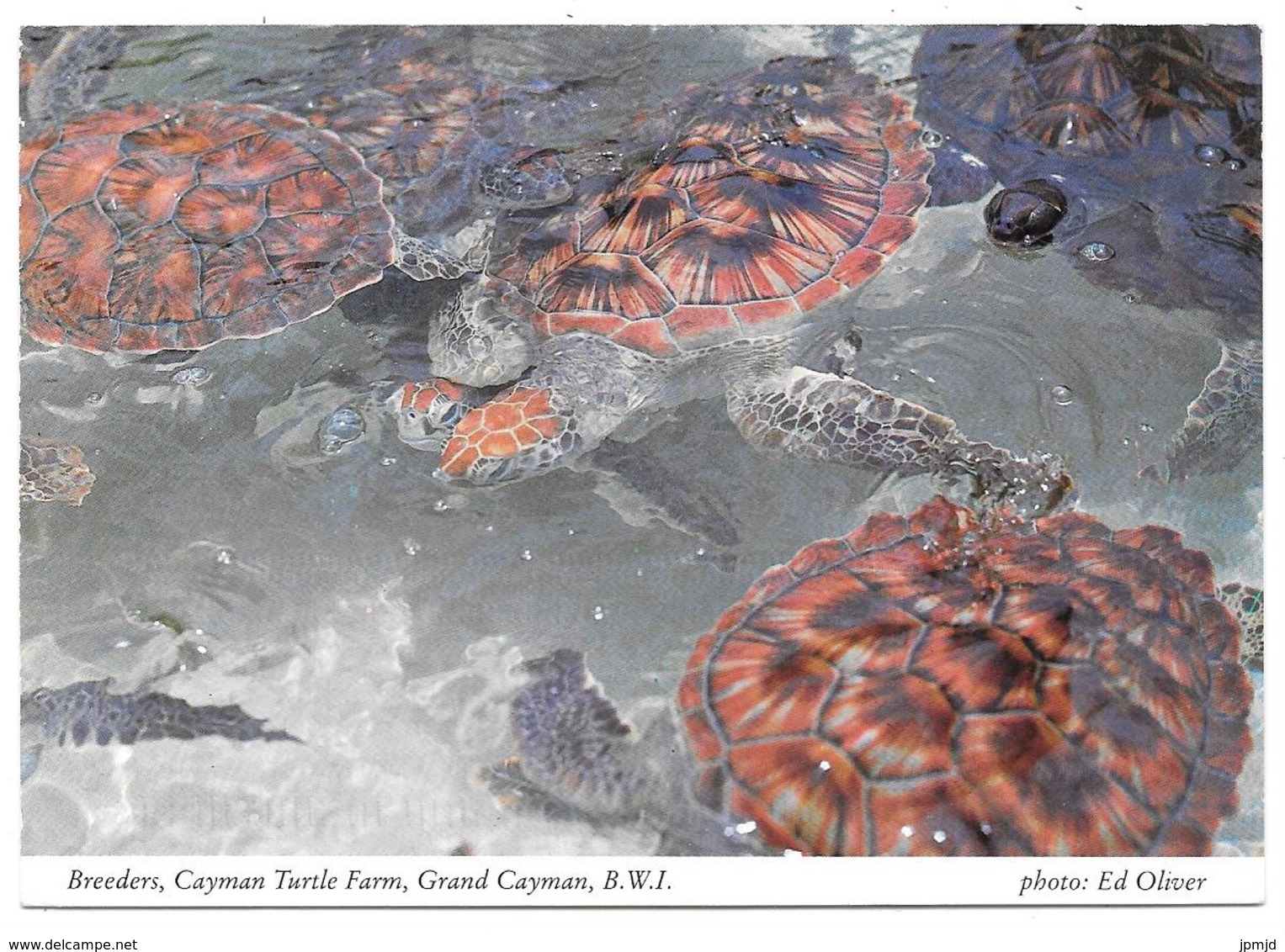 Breeders, Cayman Turtle Farm, Grand Cayman, B.W.I. - Turtles Tortues - 1997 - Cayman Islands