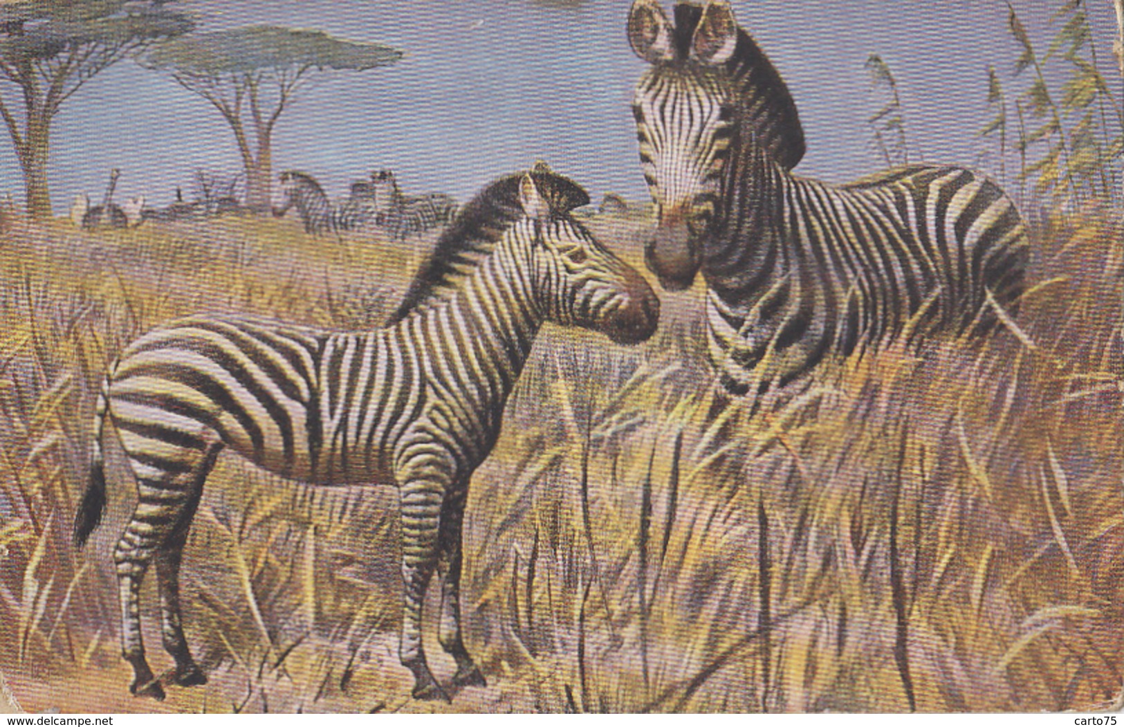 Animaux - Zèbre - Mère Et Petit - Illustrateur - Zebra's