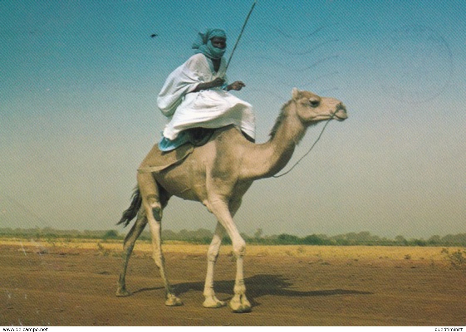 Chamelier Sur Les Rives Du Sénégal. - Mauritania