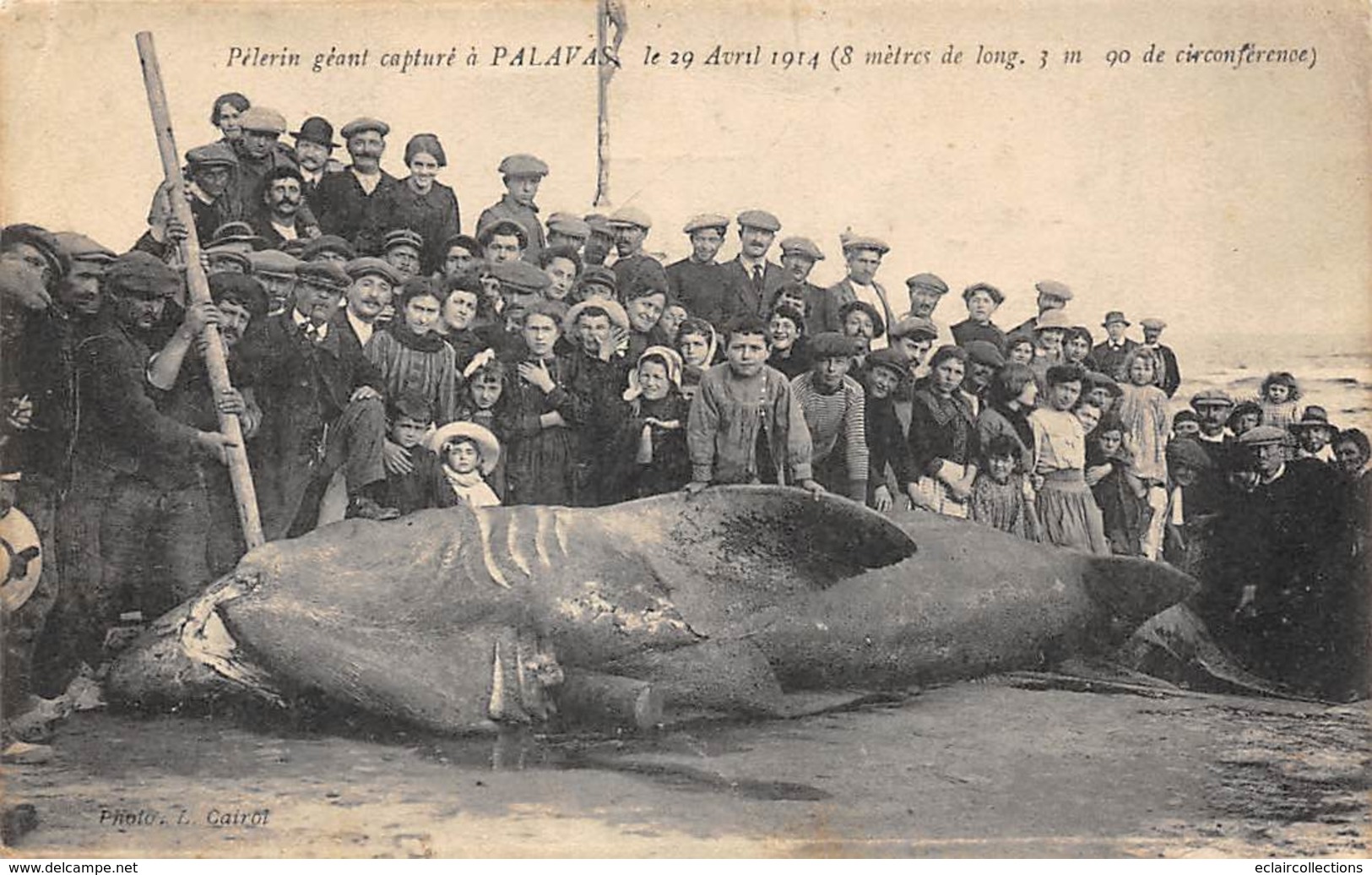 Palavas Les Flots            34        Pèlerin Géant Capturé En 1914        (Voir Scan) - Palavas Les Flots