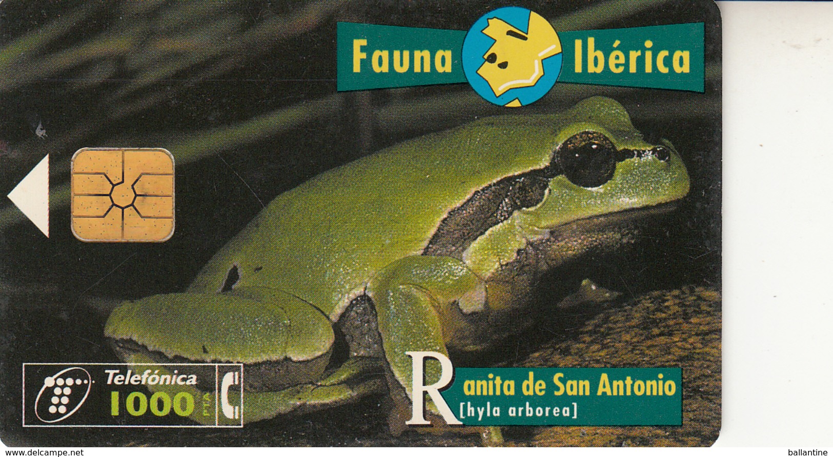 Fauna Ibérica Ranita De San Antonio - Collections