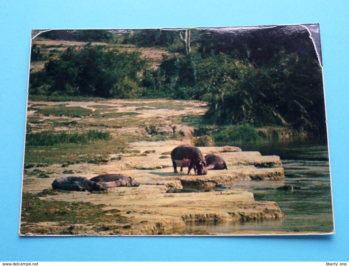 HIPPOPOTAMUS Bathing In The Sun ( Zaire ) Anno 1977 ( Zie Foto ) ! - Flusspferde