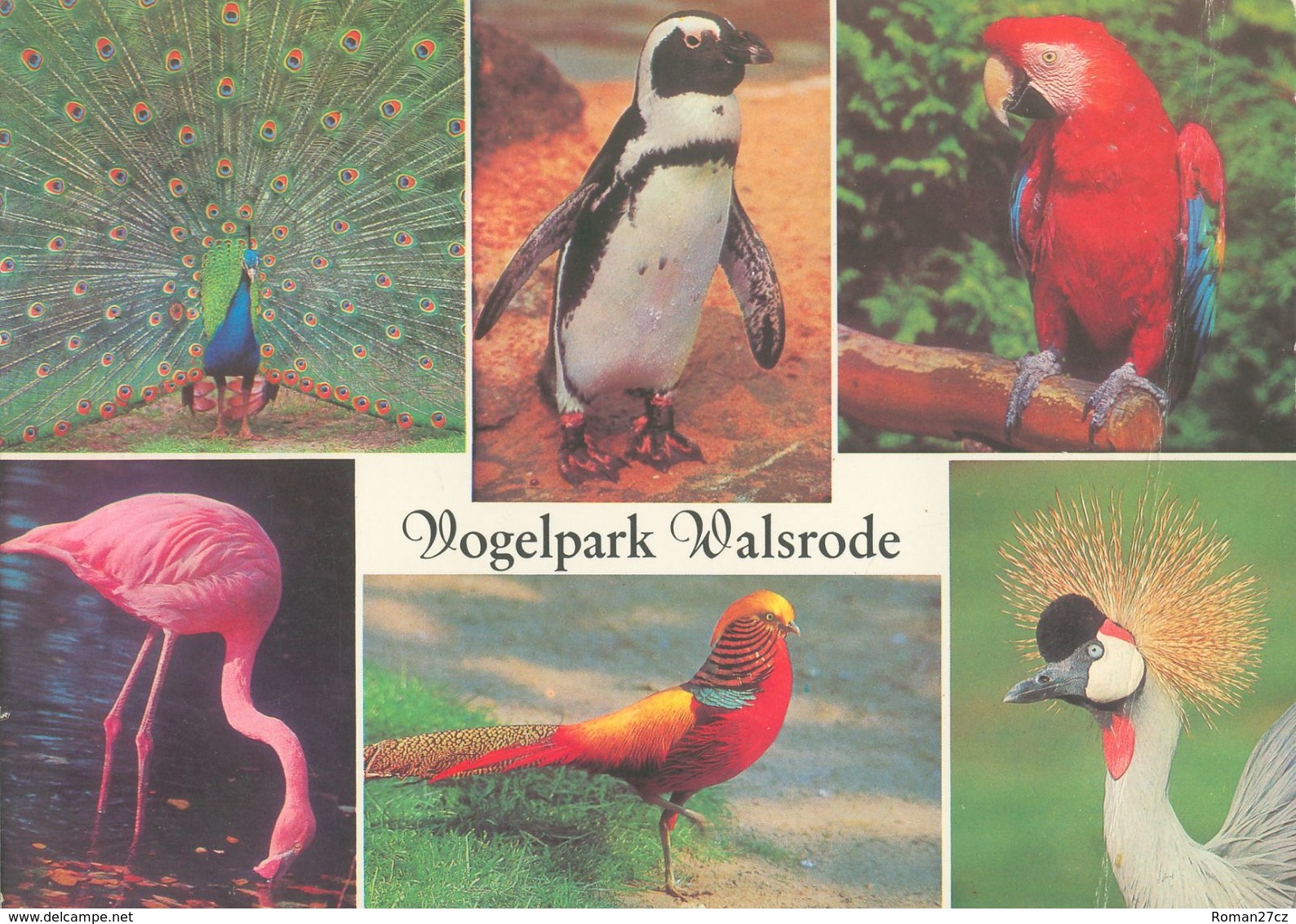 Vogelpark Walsrode (Bird Park), Germany - Peacock, Penguin, Macaw, Flamingo, Pheasant, Crane - Walsrode