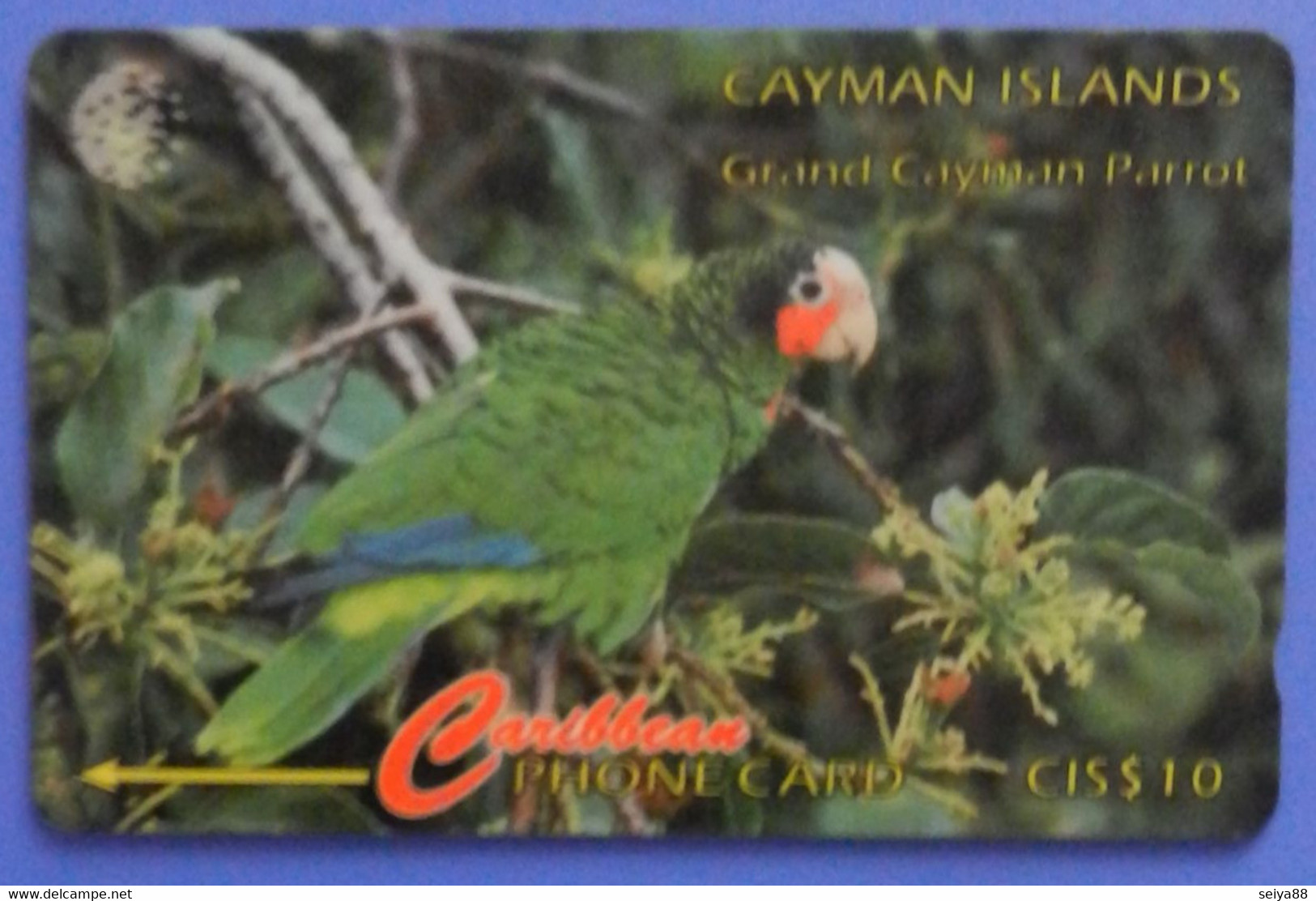 Cayman Islands Bird Amazona Amazon Pappagallo Oiseaux Vogel Birds Parrots Caribbean - Papegaaien & Parkieten