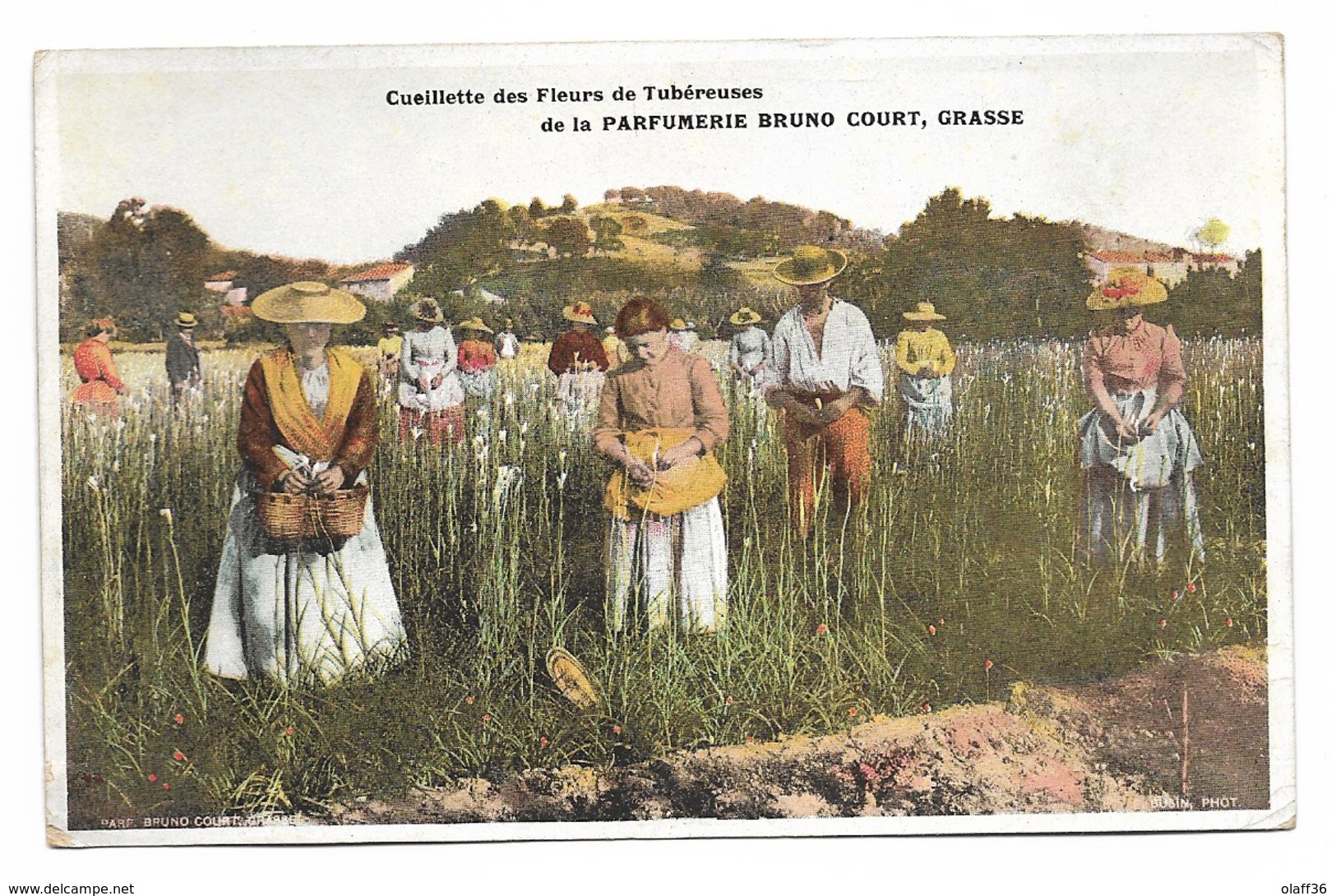 CPA 06 ALPES MARITIMES  GRASSE Cueillette Des Fleurs De Tubéreusesr De La Parfumerie Bruno Court Grasse - Landwirtschaftl. Anbau