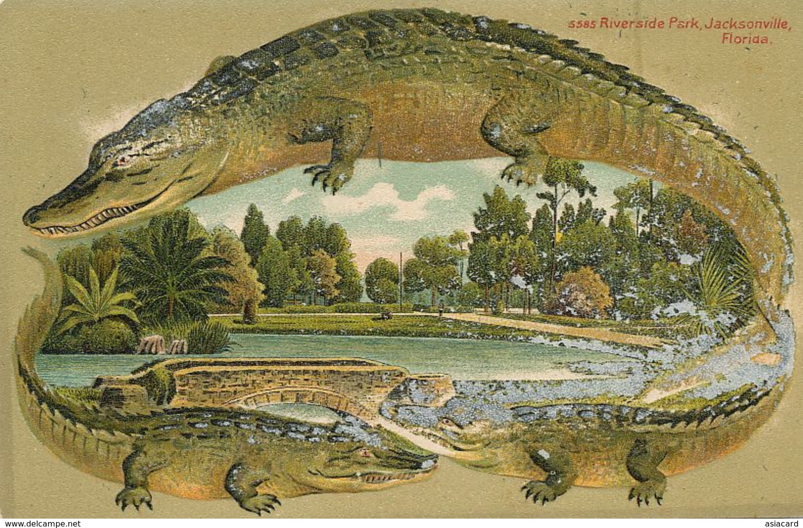 Riverside Park Jacksonville Florida Embossed Crocodile . Gaufrée . Traces Of Pegged Paper Defect - Jacksonville